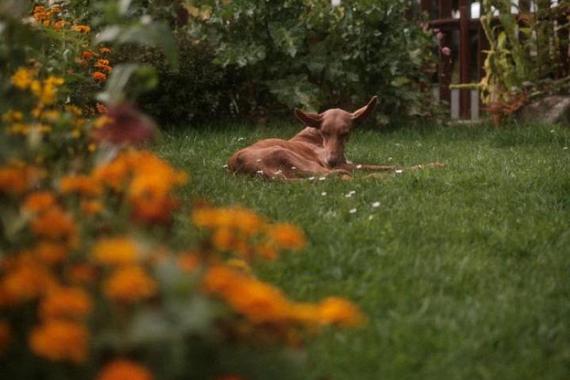 Penzion U Staré Cesty foto 42